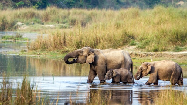 Chitwan National Park: Elephant Safari and Wildlife Adventure